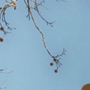 Meet your Posher, Jayla